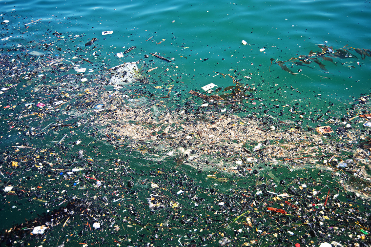 The Ecological Impact of the Great Pacific Garbage Patch