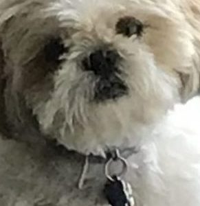 Meet Mr. DiTomasso’s dog, Daisy!