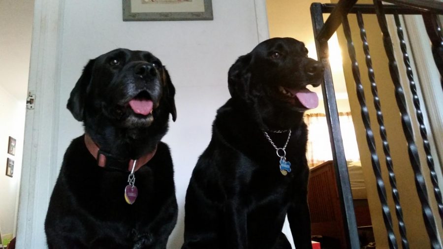 Meet Mr. Tighe’s dogs, Carmela & Dutch!