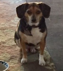 Meet Ms. Ricciardi’s dog, Trixie!