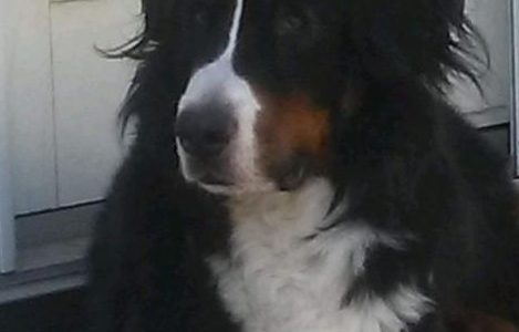 Meet Mr. Cullen’s dog and cats, Boone, Sergeant Tibbs, & Figero!