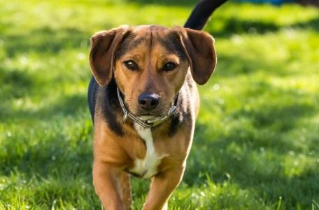 Meet Mrs. Heaney’s dog, Brewster!