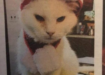 Meet Mr. Ferrara’s cat, Bacon!