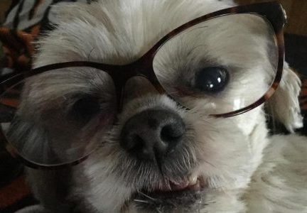 Ms. Wolters-Lennon’s Dog Sheldon