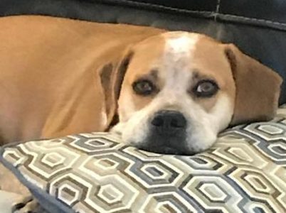 Meet Ms. Floresta’s dog, Joey!