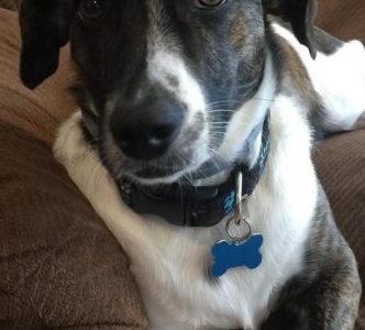 Pleased to meet Pepperoni!