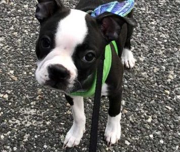 Meet Ms. St. Germain’s dog, Reese!