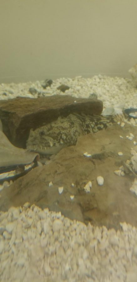 This is a toad fish caught on last year's this trip.  