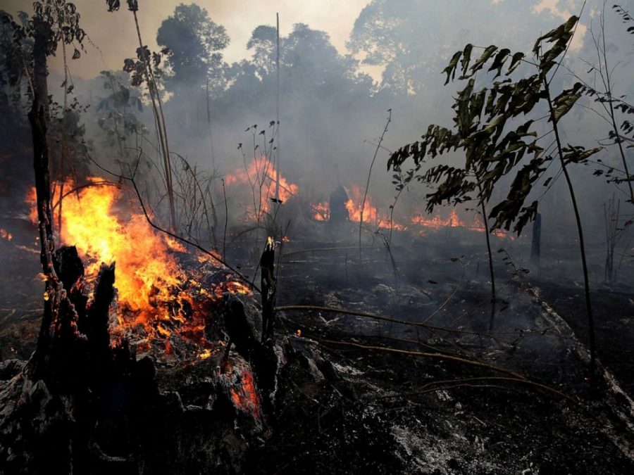 The Amazon Fires