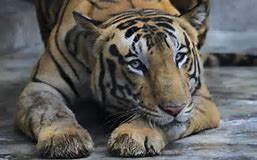 Bronx Zoo Tiger Infected With Coronavirus