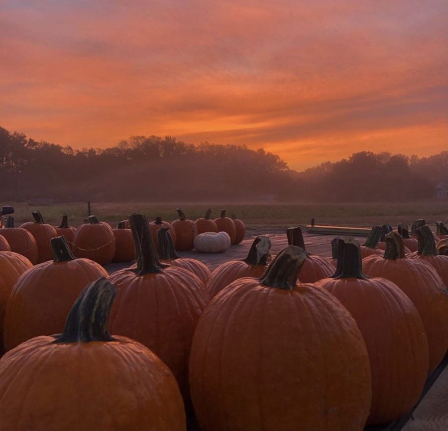 What is Halloween Going to Look Like This Year?