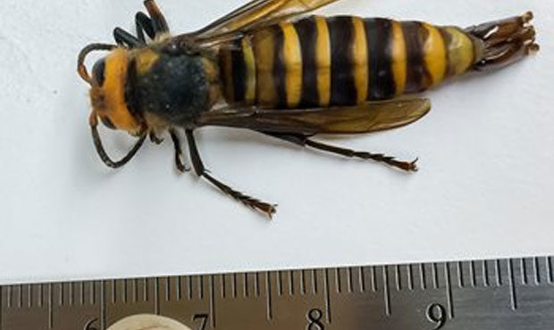 What to Know About Murder Hornets