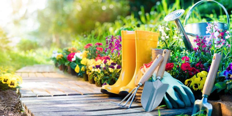 Summer+Gardening+Tips