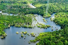 Interesting facts about the Amazon Rainforest