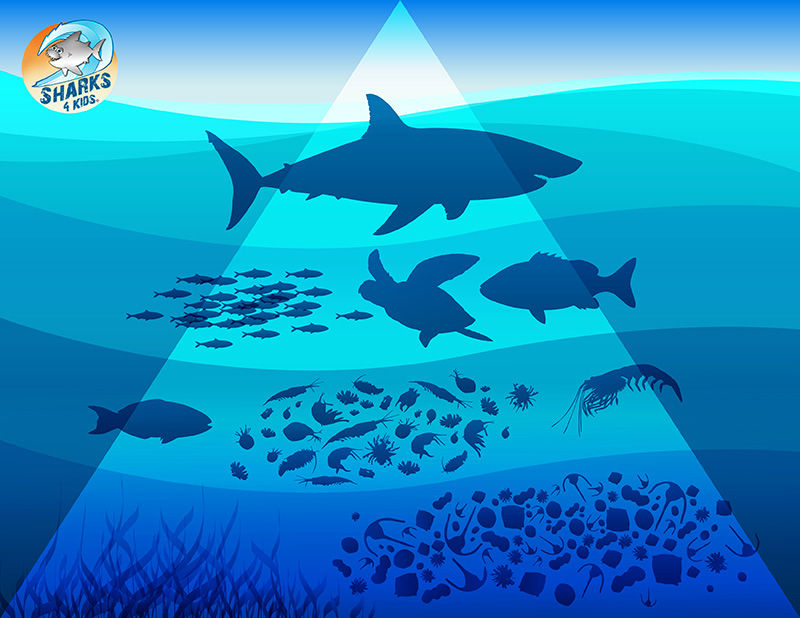 Why+We+Need+Sharks+in+the+Ocean
