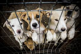 Governor Hochul Introduces New Puppy Mill Law